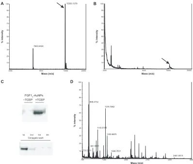 Figure 4 Biological activity of FGF1V-AuNP conjugates. (A) Cell proliferation in response to FGF1V, FGF1V-AuNPs, and nanoparticle colloids alone (AuNPs) measured using Alamar Blue assay