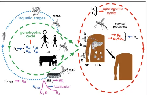 Figure 1 Components of the LMM. Illustration of various components of the LMM version of 2010