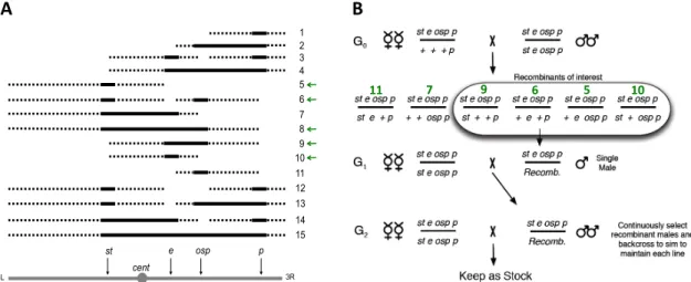 Figure 5.1 Description of OIL genotypes and the cross to construct additional  recombinants