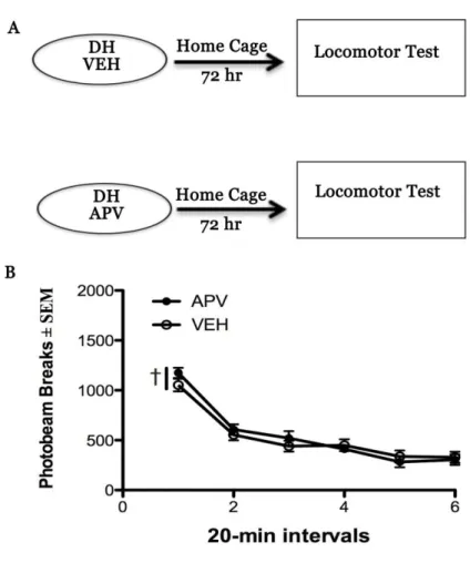 Figure 5. NMDA receptor blockade in the dorsal hippocampus does not alter general motor activity relative to  control animals