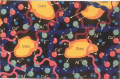 Figure 2: The setting reaction of RMGI material. Red chains represent fully polymerized  resin 