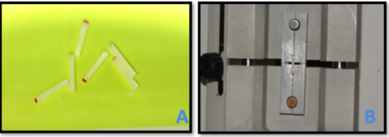 Figure 6: A) Beams (~ 1 mm x 1 mm x 6 mm) prepared for µTBS testing B) A beam  mounted in EZ-test machine