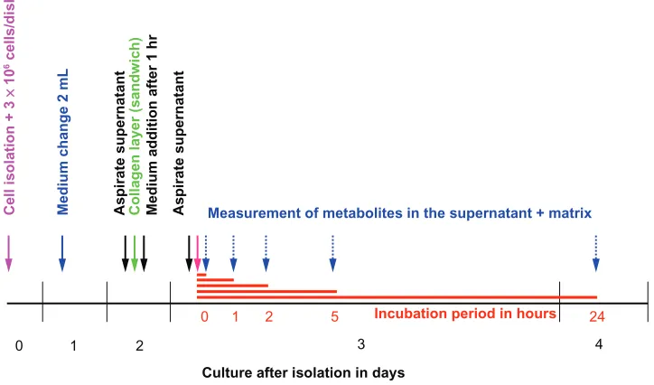 Figure 4 Timeline for diazepam metabolism experiment in primary porcine hepatocytes.Notes: On Day 0, the isolation was performed