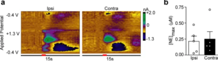 Figure 3. Chemical lesions of the LC do not impact vBNST norepinephrine release. (a) Maximal norepinephrine concentrations elicited by ipsilateral DNB, VNB, and LC stimulations in control (white) and DSP-4 treated rats (black)