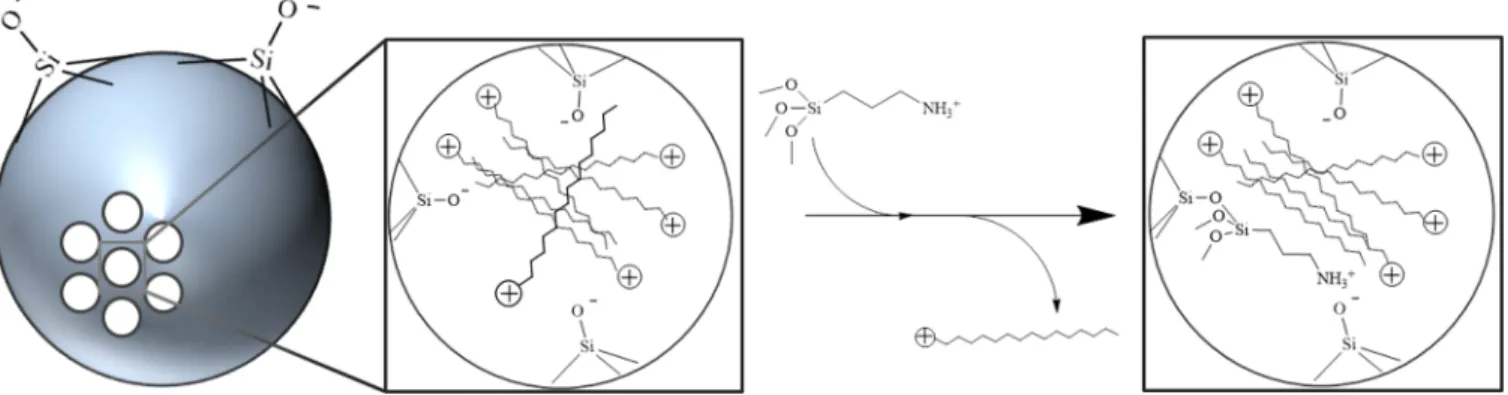 Figure 7. Transmission electron micrographs of 150 nm MSNs modiﬁed with (A) APTES, (B) BTMS, and (C) MPTMS