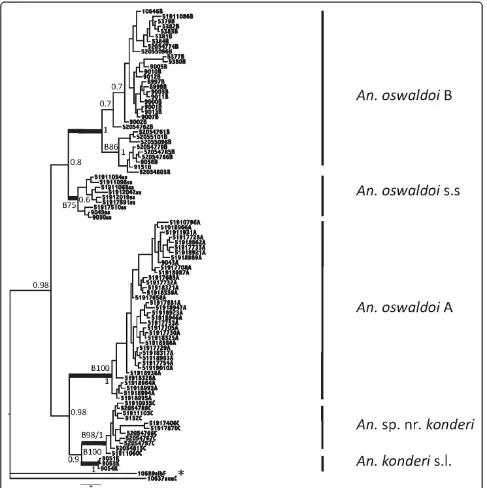 Figure 3 Combined MrBayes tree of An. oswaldoi s.l. using ITS2 and COI sequences. Four groups are clearly defined An