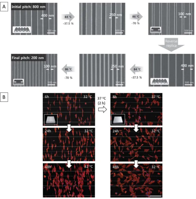 Figure 1.3: Shape memory on the micro- and nanoscales. (A) A two-way step polymer  going from its first temporary shape (lines with a pitch of 800 nm and stretched bulk film) to 