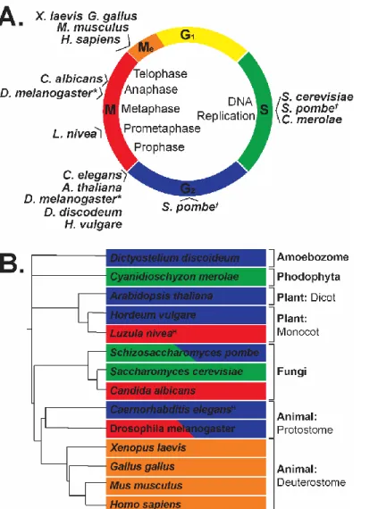 Figure 2: Relative timing of CENP-A loading into chromatin across eukaryotic phylogeny reveals  evolutionary differences of loading/incorporation timing