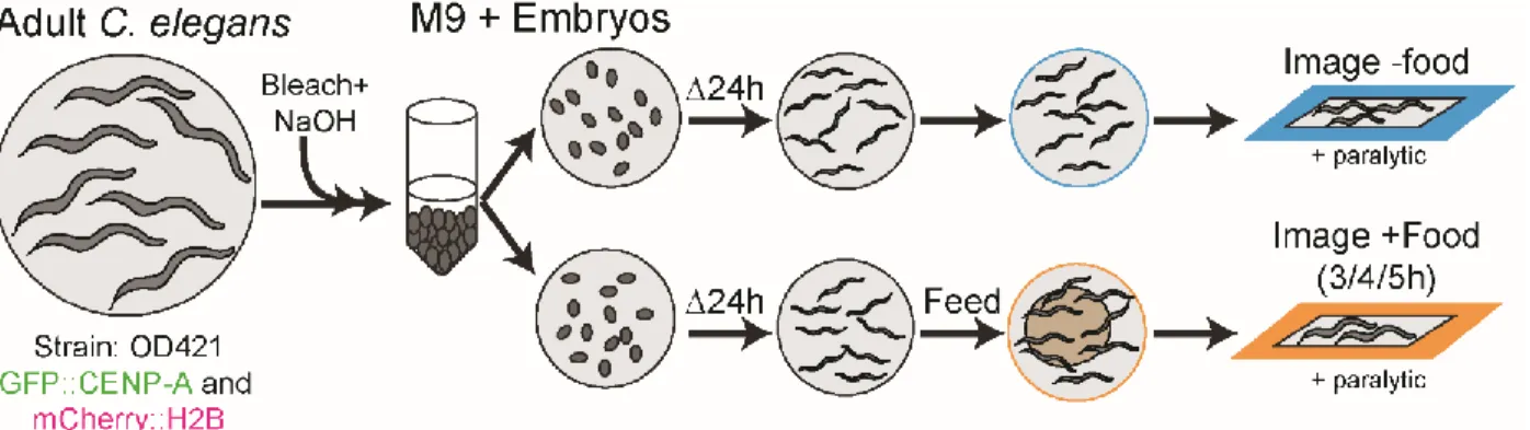 Figure 3: Protocol for isolating synchronized embryos to create starved/fed populations of L1 larva  for image analysis of cells re-entering the cell cycle
