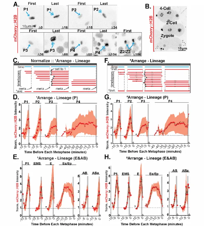 Figure 5: Embryo analysis pipeline involving normalization, organization, and secondary analysis  facilitate quantification of canonical histone behavior in C