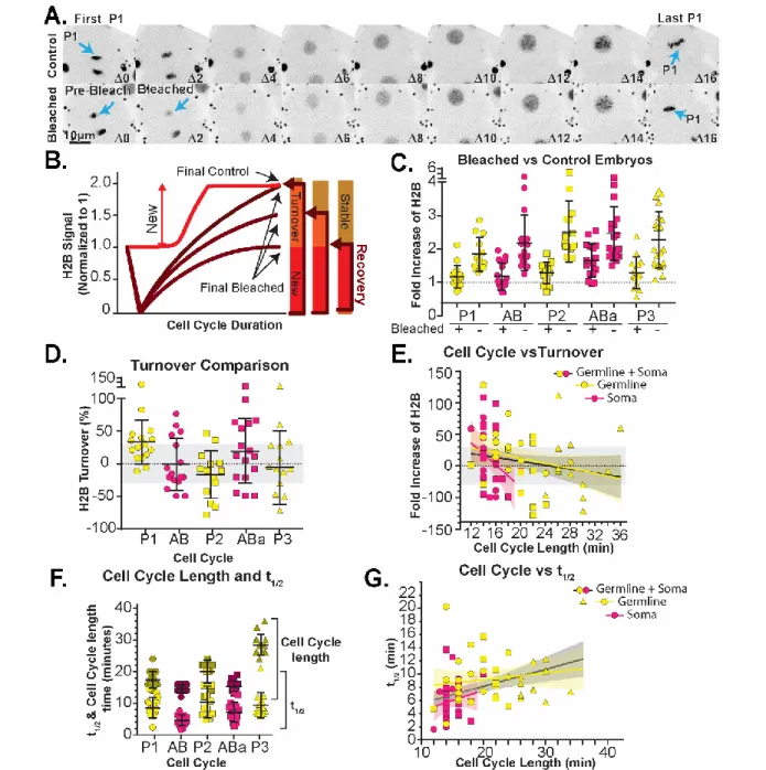 Figure 8: Protein stability and turnover dynamics can be quantified using population controls to  reveal stable chromatin incorporation