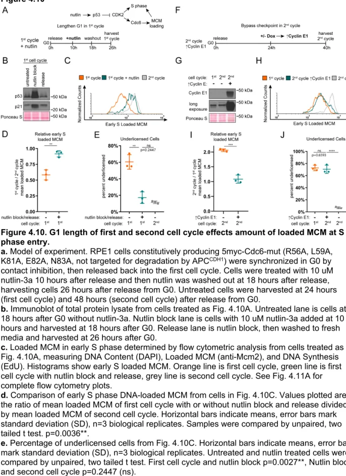 Figure 4.10. G1 length of first and second cell cycle effects amount of loaded MCM at S  phase entry