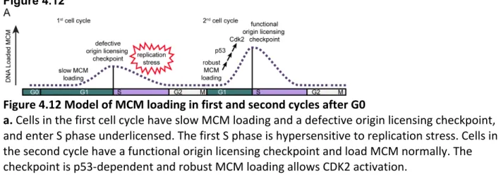 Figure 4.12  Figure 4.12 Model of MCM loading in first and second cycles after G0  a. Cells in the first cell cycle have slow MCM loading and a defective origin licensing checkpoint,  and enter S phase underlicensed. The first S phase is hypersensitive to 