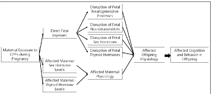 Figure 2. Direct and indirect pathways through which maternal OPE exposure during pregnancy  could influence offspring's cognition and behavior