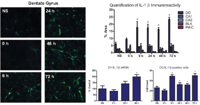 Figure 1. Severe stress induced IL-1β in the dorsal hippocampus. Representative images  (20x) of IL-1β (green) in the dorsal hippocampus from animals in each of the six groups are  shown on the left