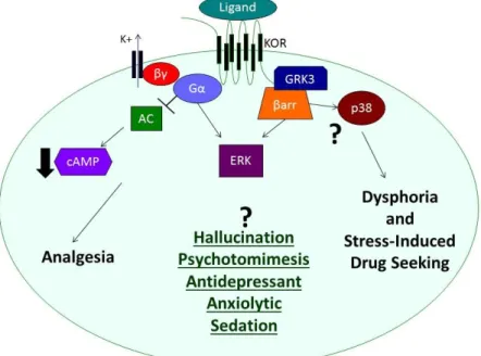 Figure 1.2 : KOR mediated cellular signaling and hypothesized behavioral outcomes  Adapted from (Bruchas and Chavkin, 2010)