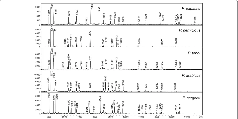 Figure 2 Dendrogram obtained by cluster analysis of MALDI-TOFMS spectra of five Phlebotomus representatives