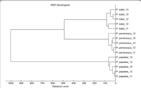 Figure 6 Species clustering observed for five female individualsof three Phlebotomus species after storage in 70% ethanol for75 days