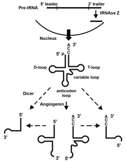Figure 1.1 tRNA-derived RNA biogenesis schematic .  Schematic depicting tRNA- tRNA-derived RNA biogenesis