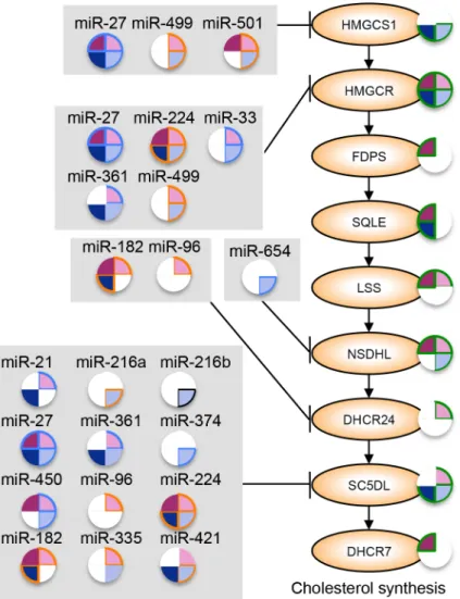 Figure 2.7 Model of miRNA regulation of cholesterol synthesis in chronic viral hepatitis  and associated liver cancer