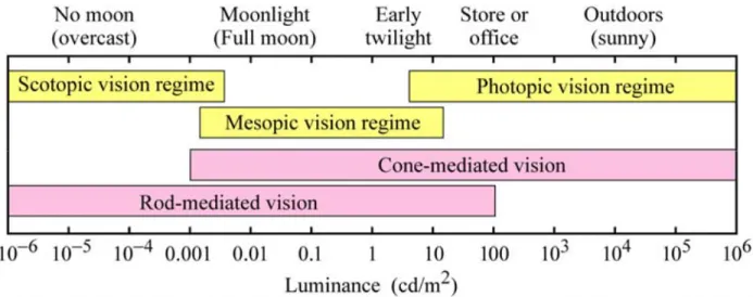 Figure 2.7: Approximate ranges of vision regimes and receptor regimes across the dynamic range of the human eye