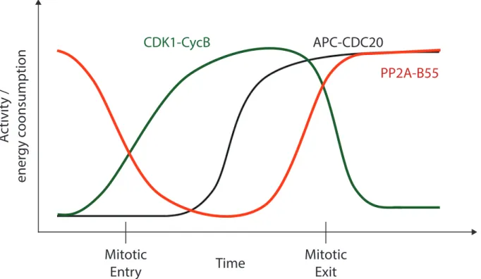 Figure 1.1 | Biochemical phosphoregulation of mitotic entry and mitotic exit. Mitotic entry corresponds  to an energy intensive process driven by CDK1-CycB kinase activity