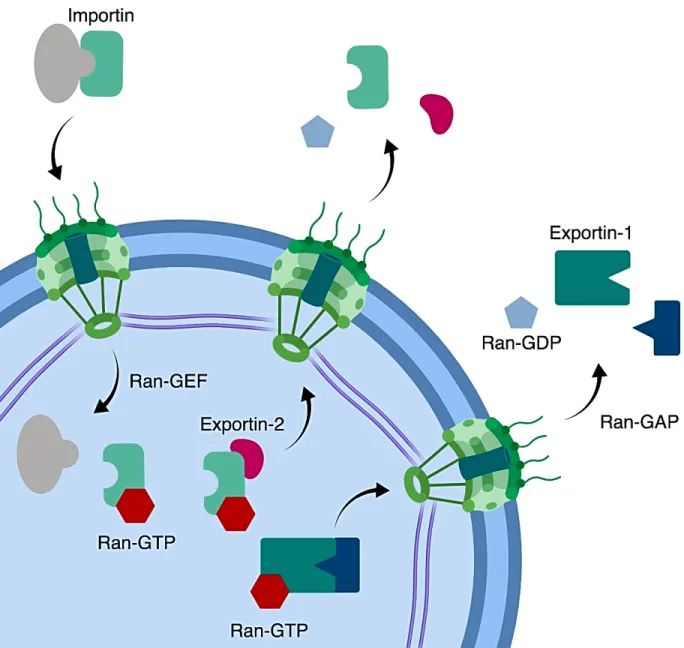 Figure  1.2  |  NCT  regulation  of  cytoplasm-nucleoplasm  directionality.  In  ensuring  cytoplasm- cytoplasm-nucleoplasm directionality, the Ran GTPase functions with a nuclear GEF to promote nuclear GTP-bound  Ran while Ran GAPs promote GTP hydrolysis 