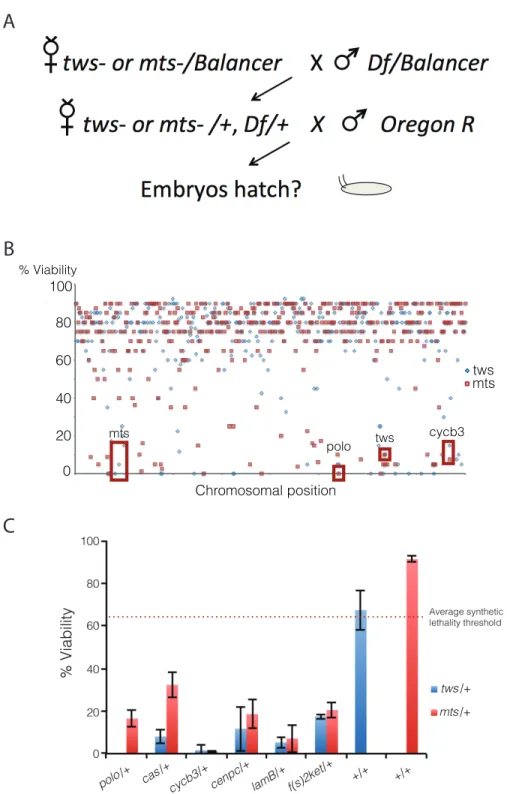 Figure  2.1  |  A  second-site  non-complementation  screen  identifies  several  nucleocytoplasmic  machinery components that collaborate with PP2A-B55/Tws for cell cycle progression