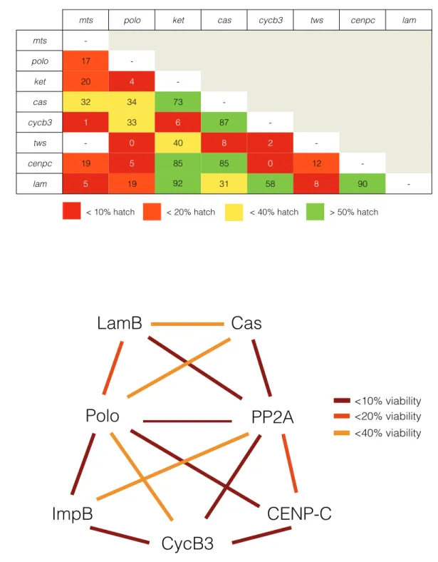 Figure  2.2  |  PP2A-B55/Tws  collaborates  with  distinct  genetic  networks  in  regulating  cell  cycle  progression