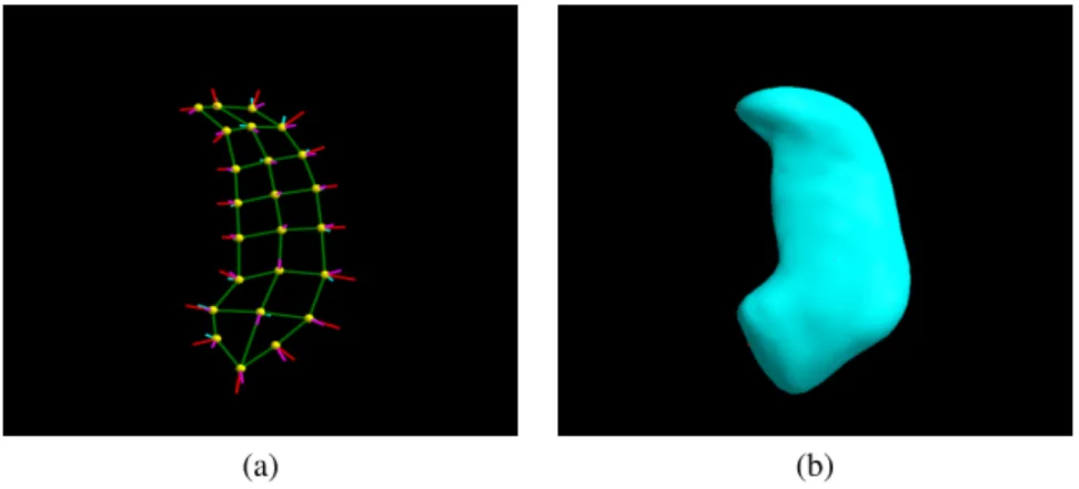 Figure 2.1: (a) Skeletal model of a hippocampus s-rep; (b) solid model implied by that s-rep