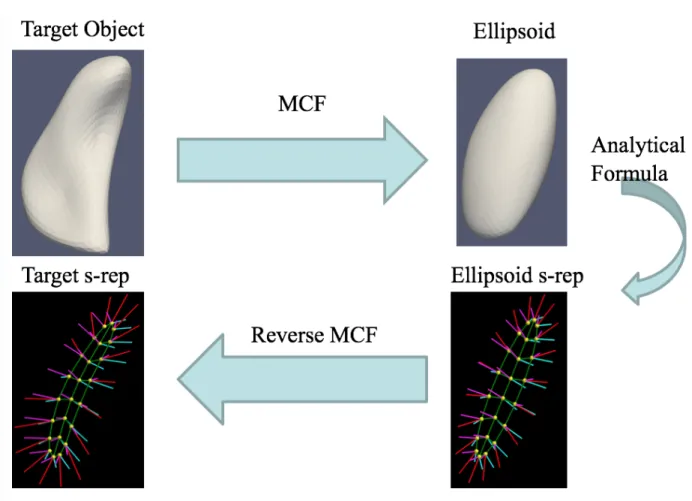 Figure 4.2: The illustration of the workflow of the method to obtain the s-rep fitted to the input boundary surface