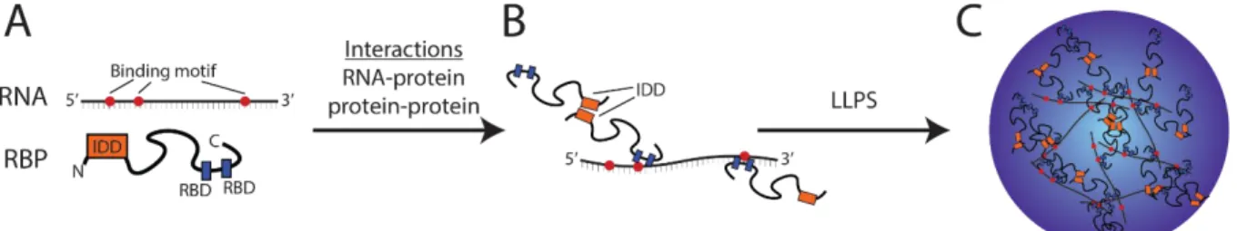 Figure 1.1 Multi-valent interactions between RNAs and RNA-binding proteins promote liquid-liquid phase  separation