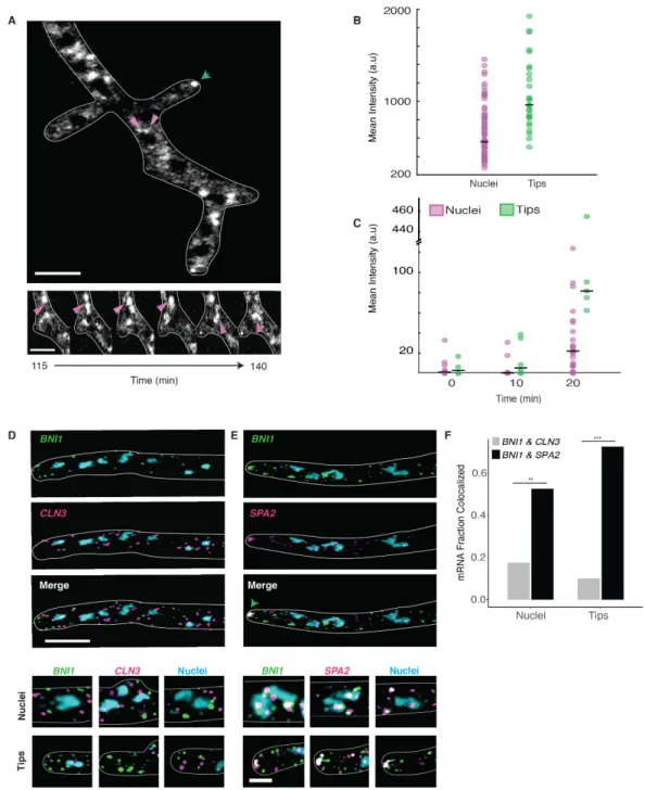 Figure 2.1 Cyclin and Polarity complexes are spatially and physically distinct within the cell