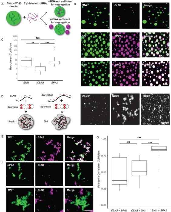 Figure  2.2  Polarity and cyclin complexes segregate in vitro. A. Experimental schematic of in vitro droplet  recruitment assay
