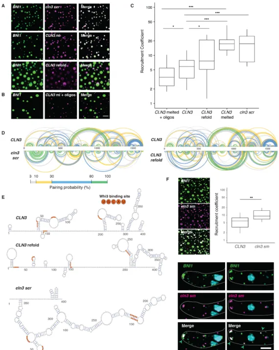 Figure  2.3  RNA  secondary structure determines specificity and identity of Whi3-CLN3  droplets