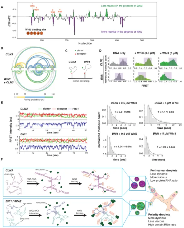 Figure 2.4 Whi3 binding alters RNA behavior. A. Differences in SHAPE reactivities (ΔSHAPE) were calculated  by subtracting CLN3 SHAPE reactivities from CLN3 + Whi3 reactivities