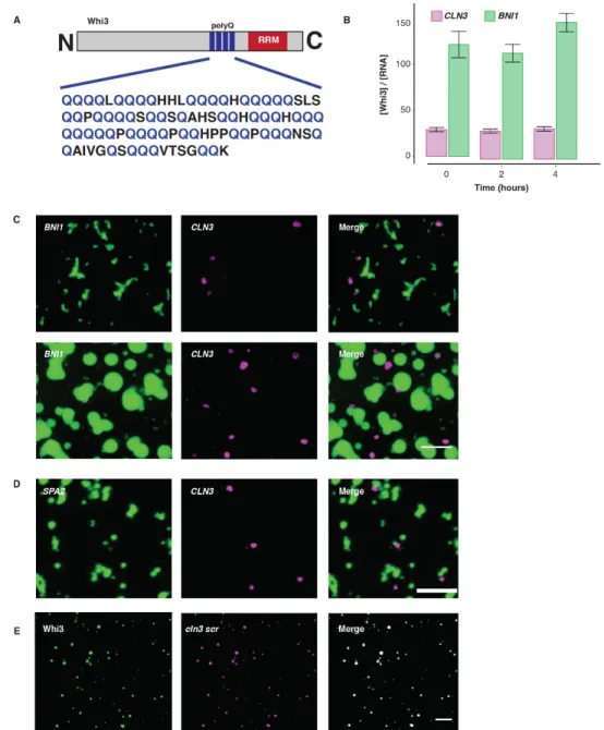 Figure 2.S1 Whi3, a polyQ-containing protein, forms LLPS droplets in vitro. A. Cartoon schematic of Whi3  protein sequence, in A