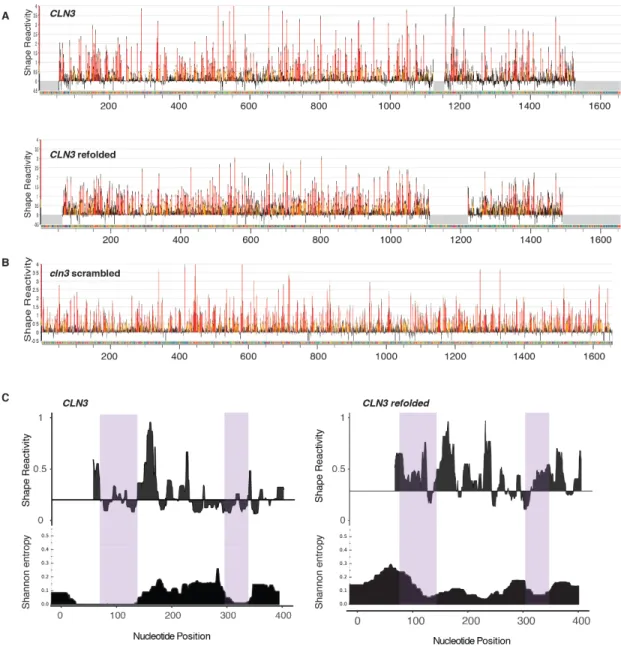 Figure 2.S3 CLN3  mRNA secondary structure is altered when the mRNA sequence is  scrambled or  refolded