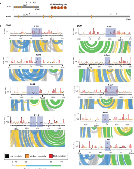 Figure 2.S4 Regions of Complementarity between CLN3 and BNI1. A. Cartoon schematic of CLN3 and BNI1 RNA  depicting the location of Whi3 binding sites (orange) and the regions of complementarity (numbered) between the two  RNAs