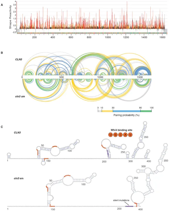 Figure 2.S5 CLN3 mRNA secondary structure is altered with point mutations to target stem loops
