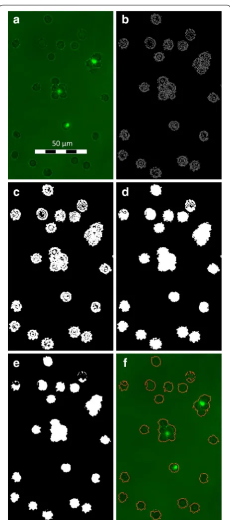Fig. 1 Gradient based algorithm. filter is applied and the threshold of the resulting gradient map suled parts of the cells are filled