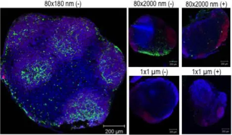 Figure 2.2 Localization of NPs in the PLNs was confirmed by confocal microscopy at 48 hours (80×180 nm NPs) or  72 hours (80×2000 nm and 1×1 μm NPs) post subcutaneous injections of different size and charge NPs