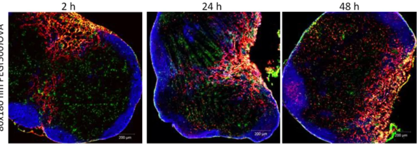 Figure 2.8 Uptake of 80×180 nm PEG(500)OVA particles by dendritic cells were confirmed by confocal 