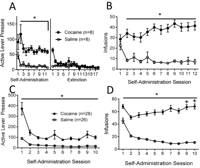Figure 1: Mean ± SEM active lever presses and number of infusions received during short access  administration  and  extinction  (A:  active  lever  presses,  B:  infusions)  and  long  access   self-administration (C: active lever presses, D: infusions) *