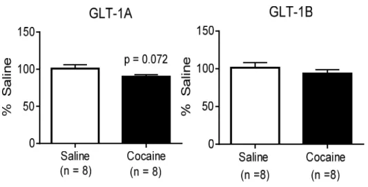 Figure 3: GLT-1A (A) and GLT-1B (B) gene expression in the NAc directly following long access  self-administration