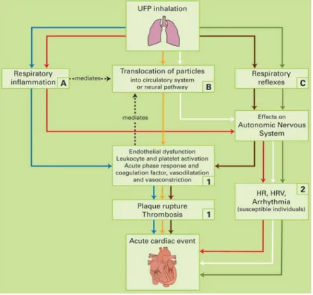 Figure 1.1: Ultra-fine particulate exposure and causal pathways for cardiovascular-related health  effects*  