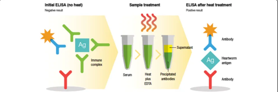 Fig. 1 Illustration of antigen testing using an immune complex dissociation method, heat with EDTA, to liberate heartworm antigen