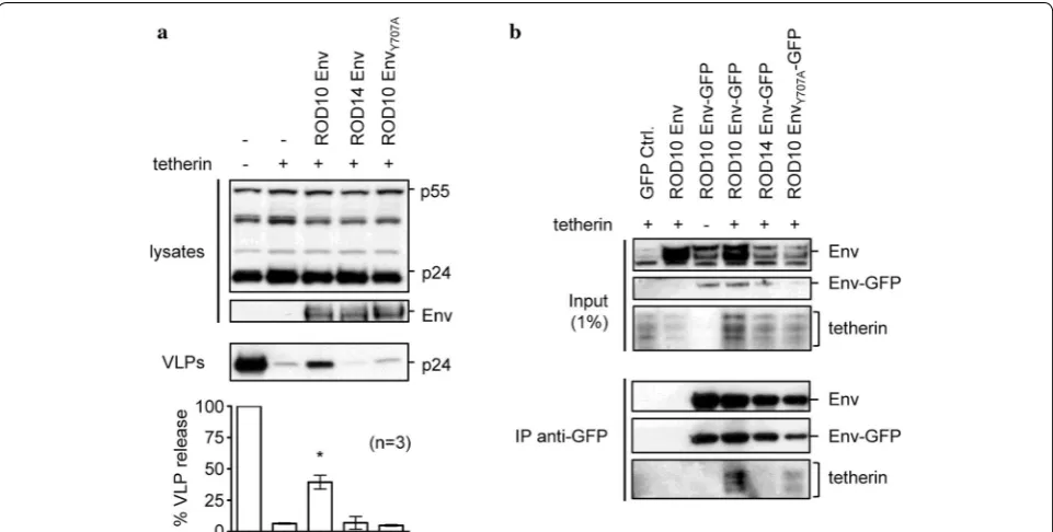 Fig. 1 HIV-2 Env mutants that disrupt the interaction with tetherin. a HIV-1 Gag-Pol VLPs were created by transfecting 293A cells with pHIV-1-pack, together with a control CMV expression plasmid (−) or expression plasmids for tetherin and the indicated Env