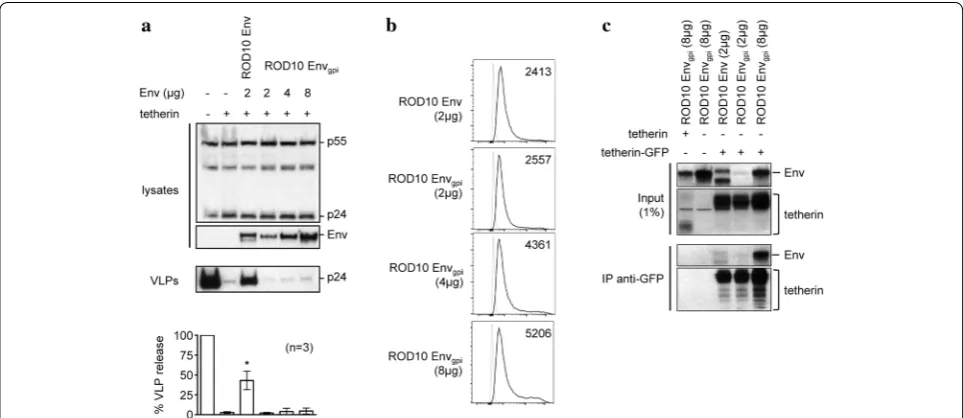 Fig. 2 The HIV-2 Env ectodomain is not sufficient to overcome tetherin. for n indicated amounts