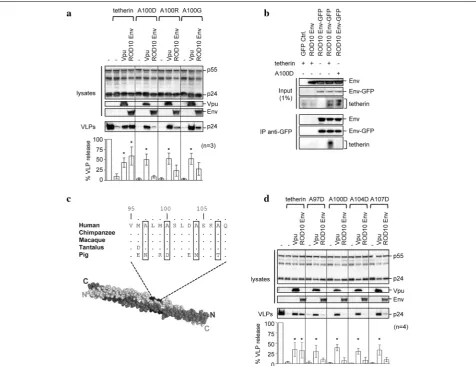 Fig. 3 An alanine face on tetherin is required for sensitivity to HIV-2 Env. ting and results normalized to the no tetherin control for n mutant A100D was investigated by co-IP in 293T cells, using a GFP-tagged ROD10 Env